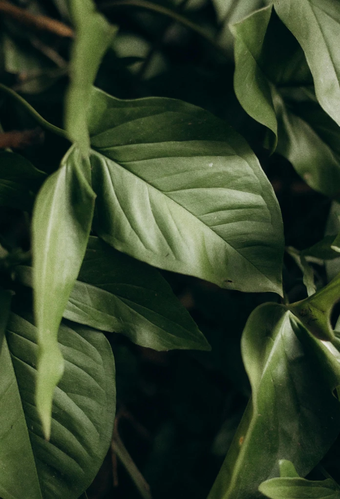 Vivaio - nature et l’humain